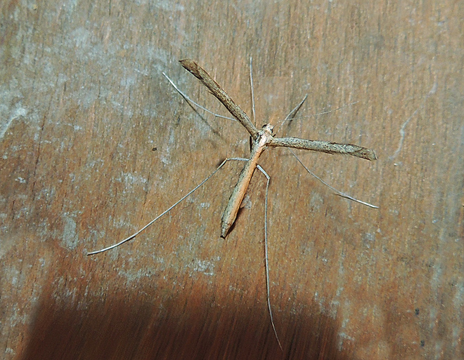 Agdistis adactyla Pterophoridae